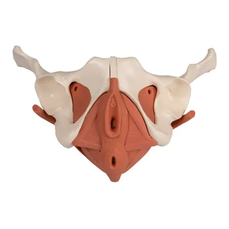Female pelvis with pelvic floor muscles