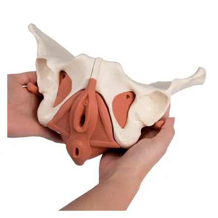 Female pelvis with pelvic floor muscles