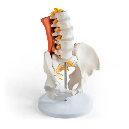 Male pelvis with lumbar spine and lumbar muscles
