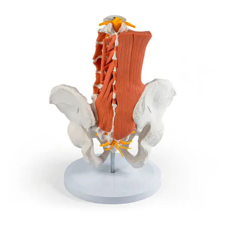 Male pelvis with lumbar spine and lumbar muscles