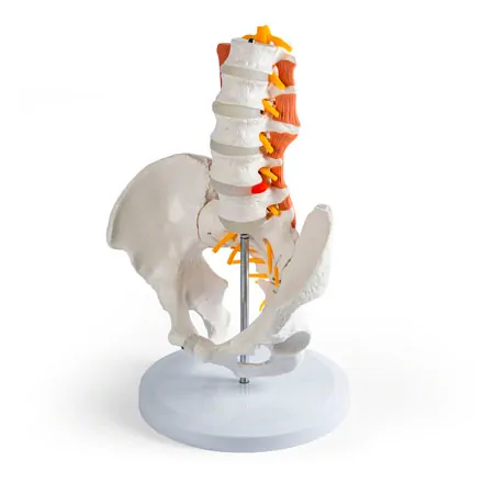 Male pelvis with lumbar spine and lumbar muscles