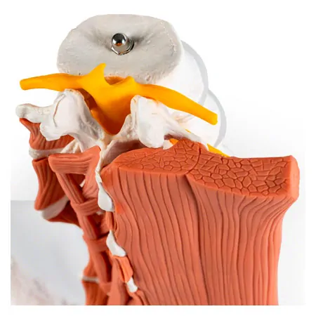 Male pelvis with lumbar spine and lumbar muscles