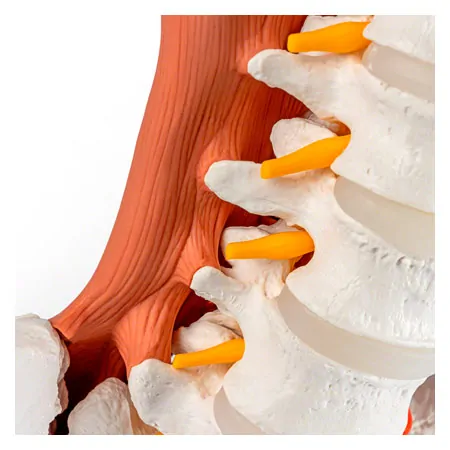 Male pelvis with lumbar spine and lumbar muscles