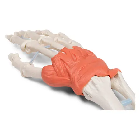 Hand skeleton with ligaments and forearm attachment, LxWxH 20x10x5 cm