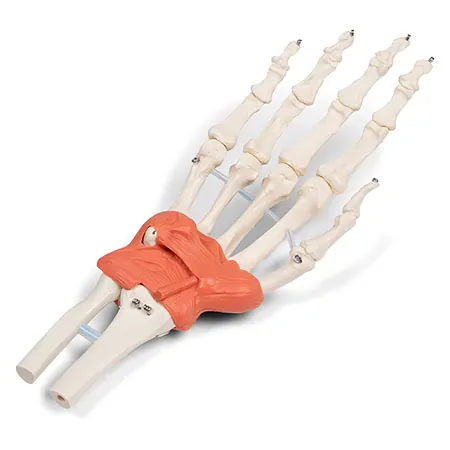 Hand skeleton with ligaments and forearm attachment, LxWxH 20x10x5 cm