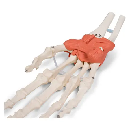Hand skeleton with ligaments and forearm attachment, LxWxH 20x10x5 cm