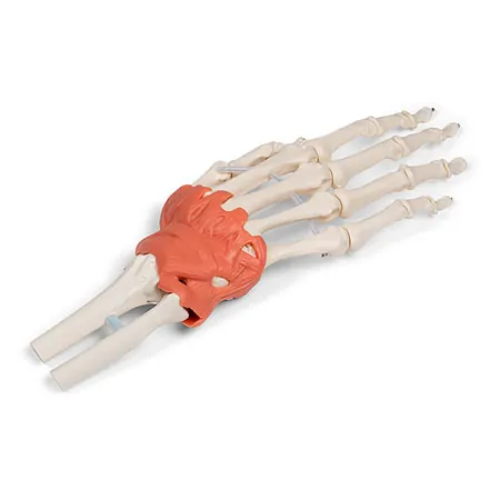 Hand skeleton with ligaments and forearm attachment, LxWxH 20x10x5 cm