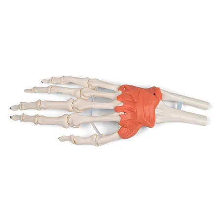 Hand skeleton with ligaments and forearm attachment, LxWxH 20x10x5 cm