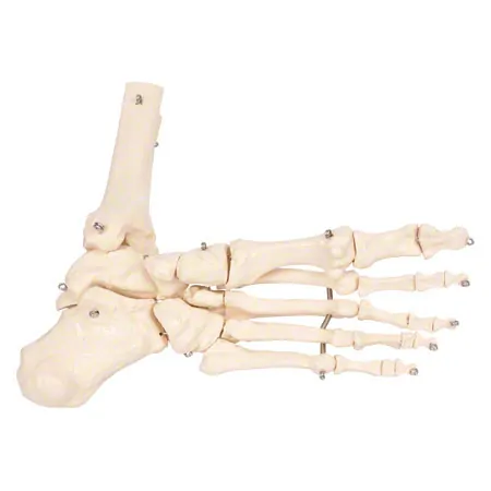 Foot skeleton with the lower leg stump, mobile