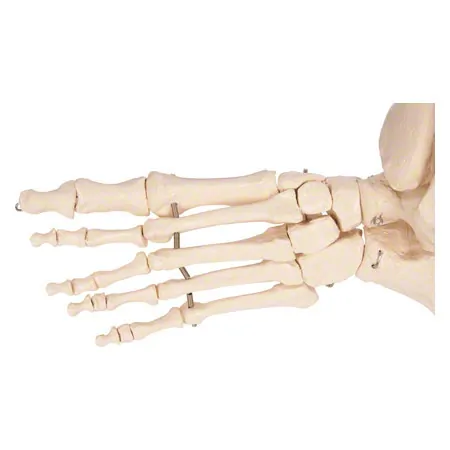 Foot skeleton with the lower leg stump, mobile