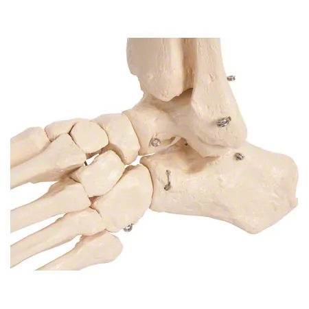 Foot skeleton with the lower leg stump, mobile