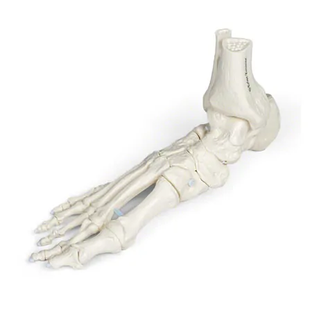 Foot skeleton with tibia and fibula attachment, movably mounted
