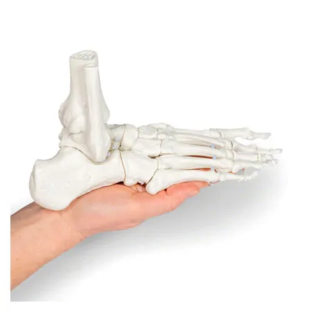 Foot skeleton with tibia and fibula attachment, movably mounted