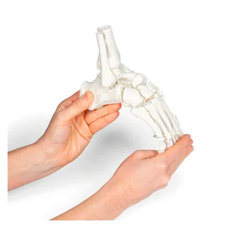 Foot skeleton with tibia and fibula attachment, movably mounted