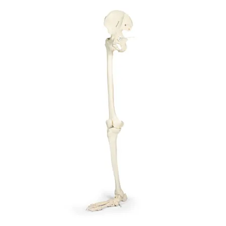 Skeleton of the leg with foot and half pelvis, movable