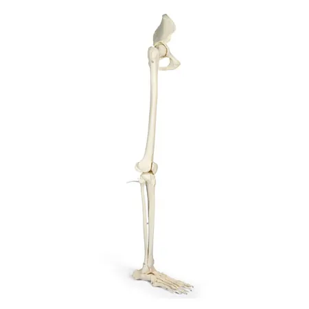 Skeleton of the leg with foot and half pelvis, movable