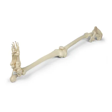 Skeleton of the leg with foot and half pelvis, movable