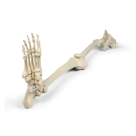 Skeleton of the leg with foot and half pelvis, movable