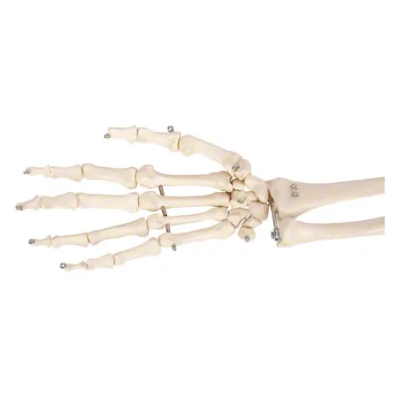 Arm skeleton with hand and shoulder, movable