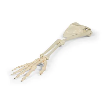 Arm skeleton with shoulder girdle, movable