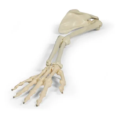 Arm skeleton with shoulder girdle, movable