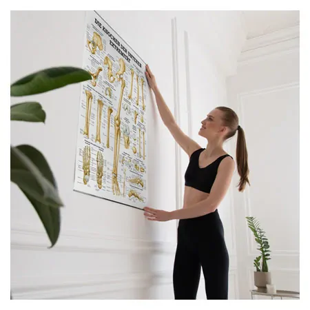 Wall chart - The bones of the upper limb, - LxW 100x70 cm