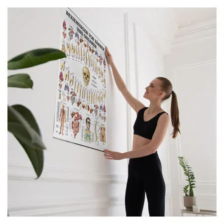 Wall chart - relationships between teeth and organs, - LxW 100x70 cm