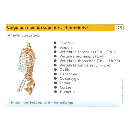 Flashcards skeletal system in the card box, 303 cards