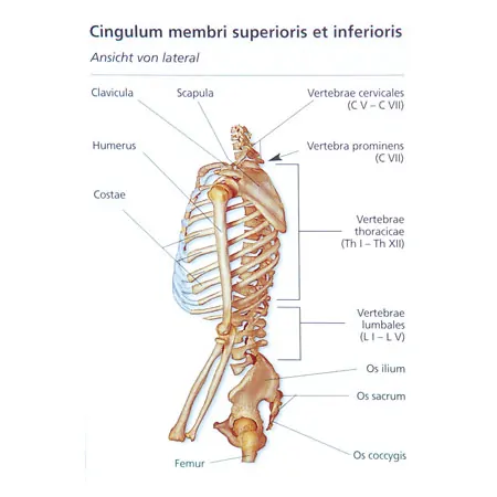 Flashcards skeletal system in the card box, 303 cards