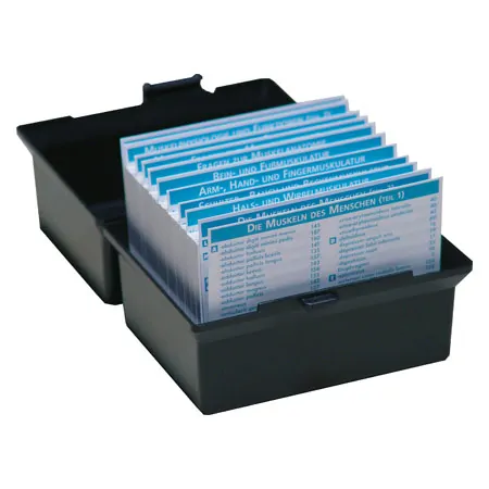 Flashcards muscular system in the card box, 300 cards