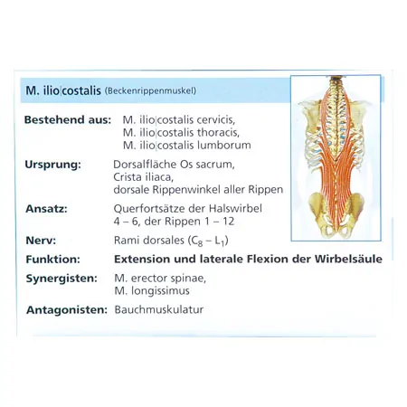 Flashcards muscular system in the card box, 300 cards