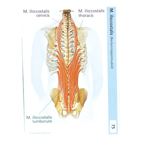 Flashcards muscular system in the card box, 300 cards