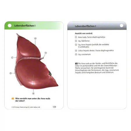 PROMETHEUS Anatomy flashcards, 483cards