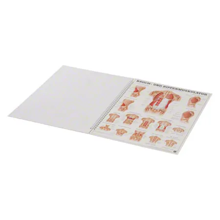 Mini poster booklet - human muscles - , LxW 34x24 cm, 12 posters