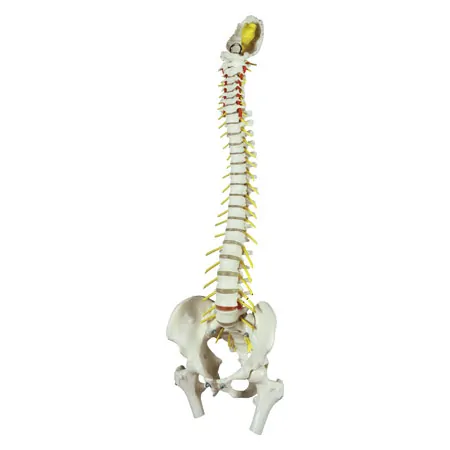 Anatomy set: skull 4-pcs. and spine with herniated disk