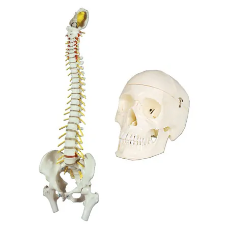 Anatomy set: skull 4-pcs. and spine with herniated disk