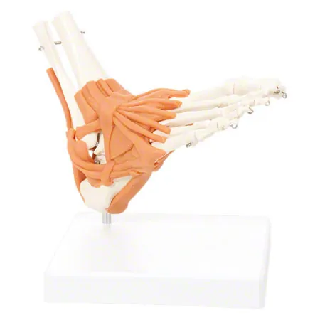Ankle joint, LxBxH 8x8x24 cm