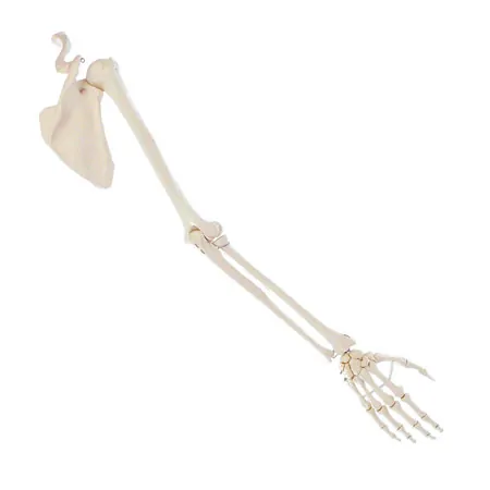Arm skeleton with hand and shoulder, movable