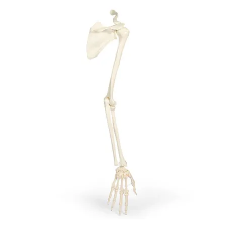 Arm skeleton with shoulder girdle, movable