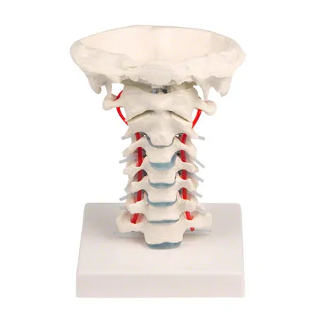 Cervical spine with holder