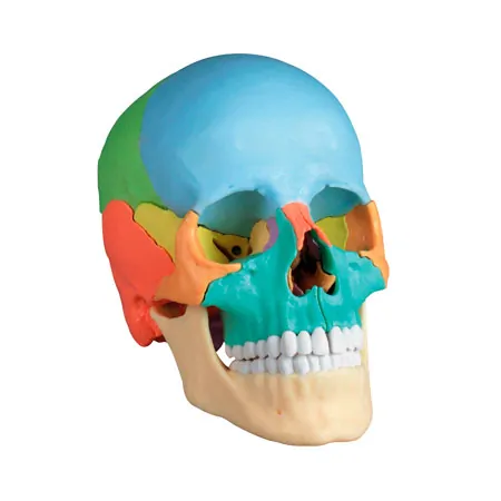 Didactic osteopathyskull model, 22 pieces, colorful