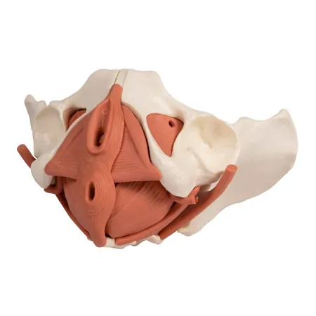 Female pelvis with pelvic floor muscles