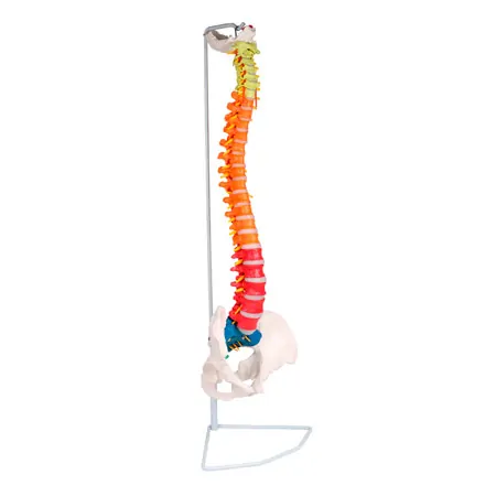 Flexible spine, didactic, incl. stand