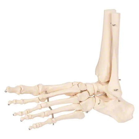 Foot skeleton with the lower leg stump, mobile