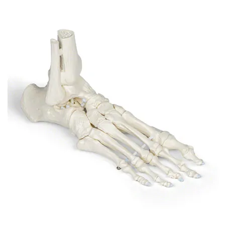 Foot skeleton with tibia and fibula attachment, movably mounted