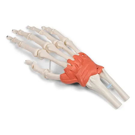 Hand skeleton with ligaments and forearm attachment, LxWxH 20x10x5 cm