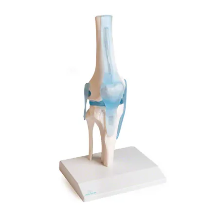 Knee joint, LxWxH 13x13x40 cm