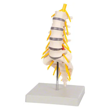 Lumbar spine, LxWxH 19x19x27 cm