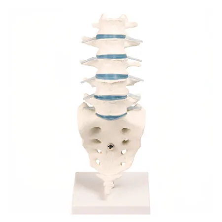 Lumbar spine with stand