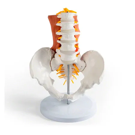 Male pelvis with lumbar spine and lumbar muscles